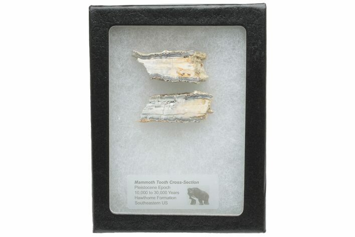 Mammoth Molar Slices In Case - South Carolina #230959